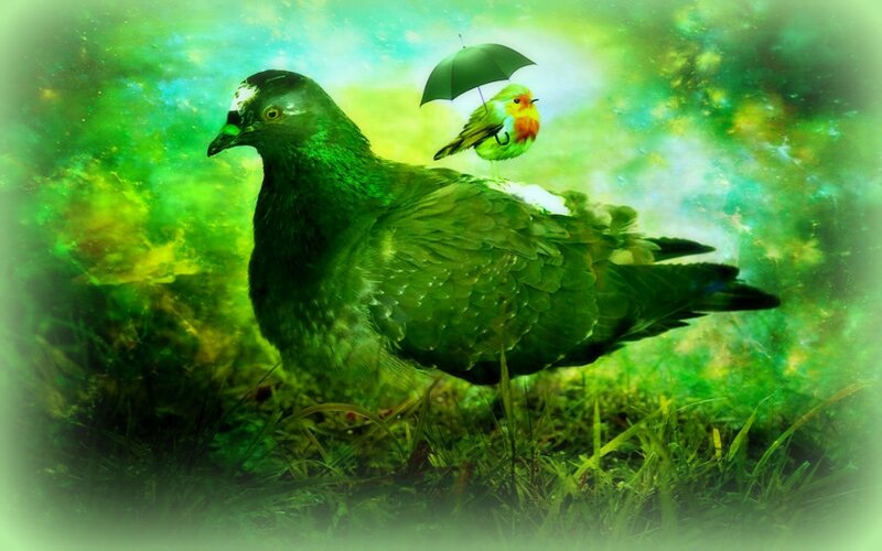 Pigeon with Bird