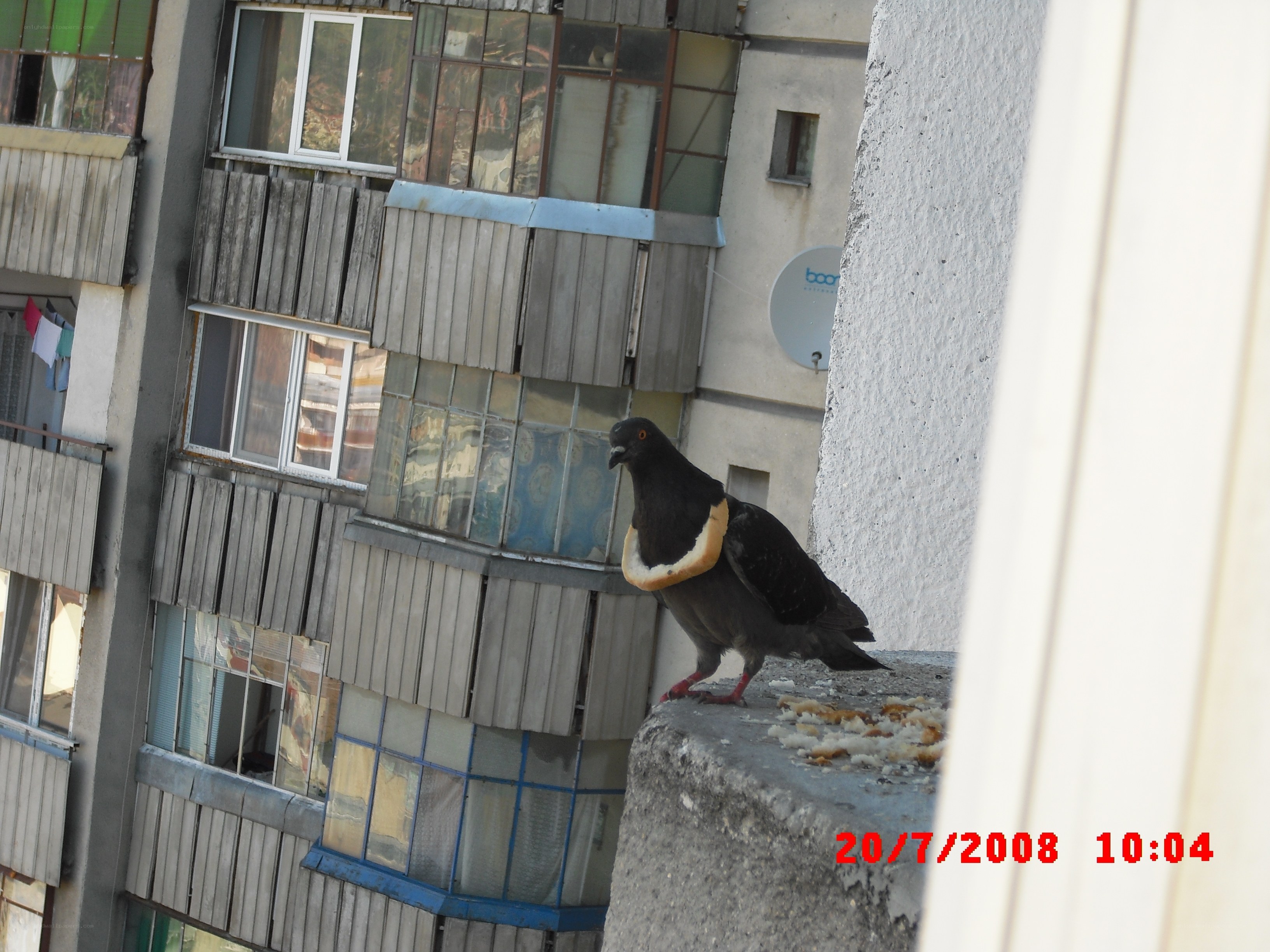 pigeon with bread on balcony