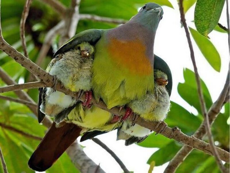 Pigeon with Chicks