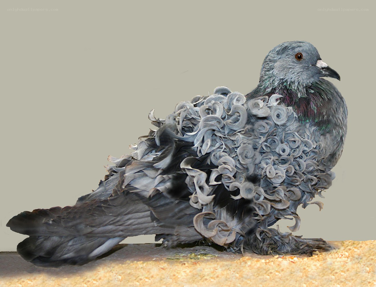 pigeon with curly feathers