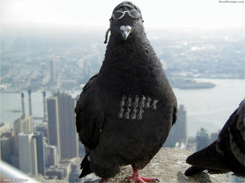 pigeon with goggles on cityscape