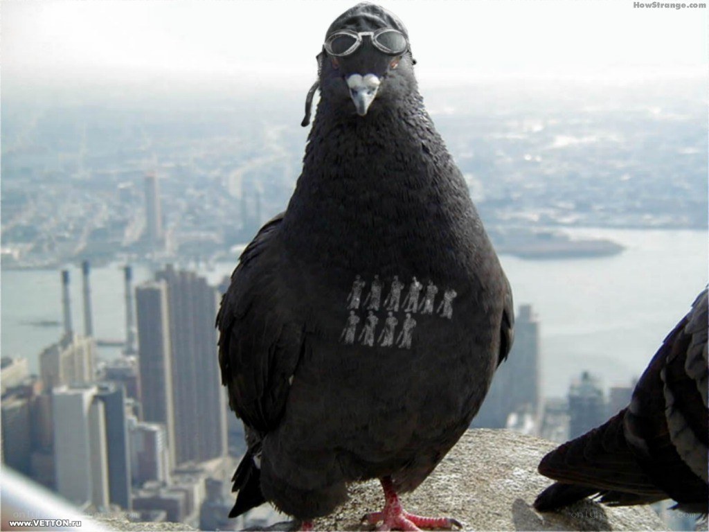 pigeon with goggles on cityscape