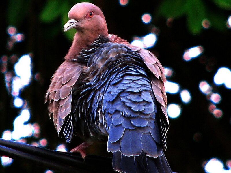 pigeon with iridescent feathers