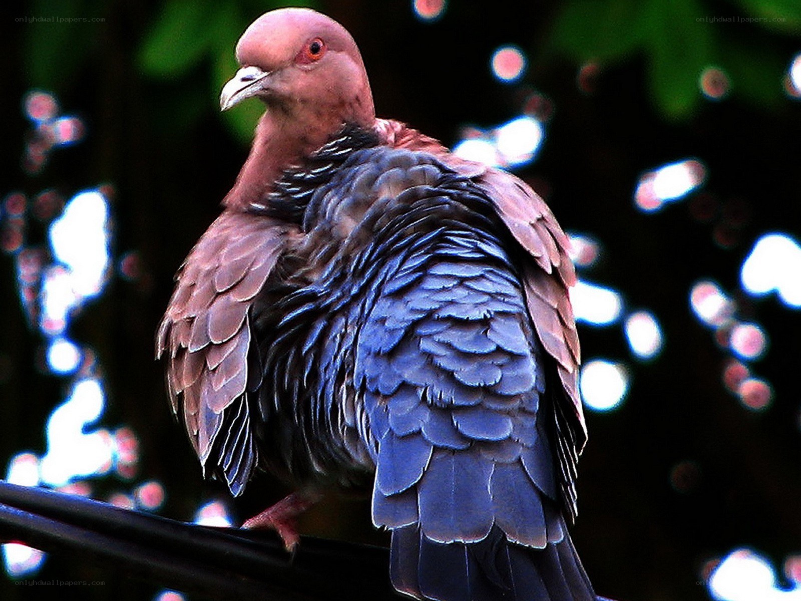 pigeon with iridescent feathers