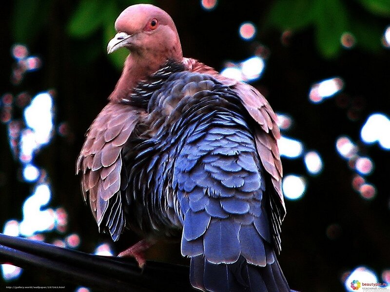 pigeon with iridescent feathers