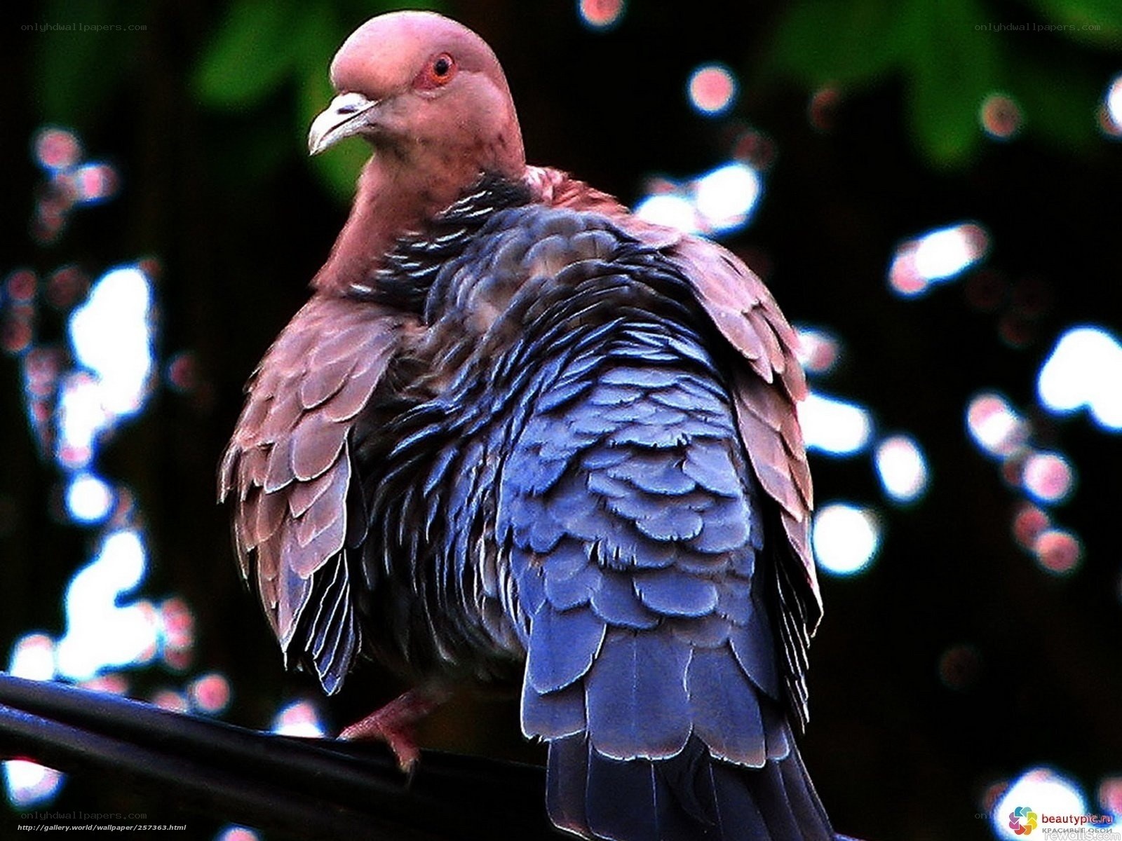 pigeon with iridescent feathers