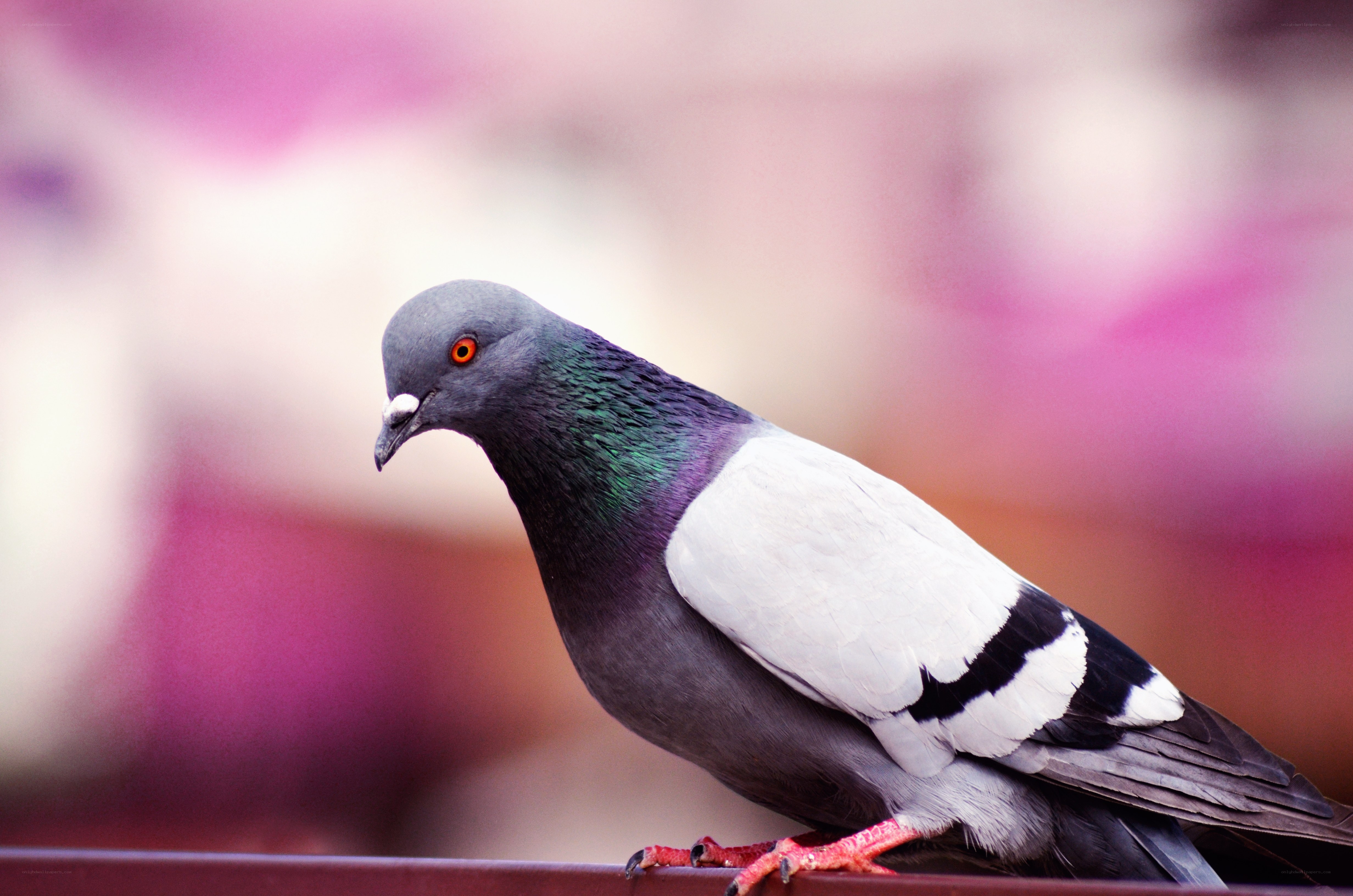 Pigeon with iridescent neck