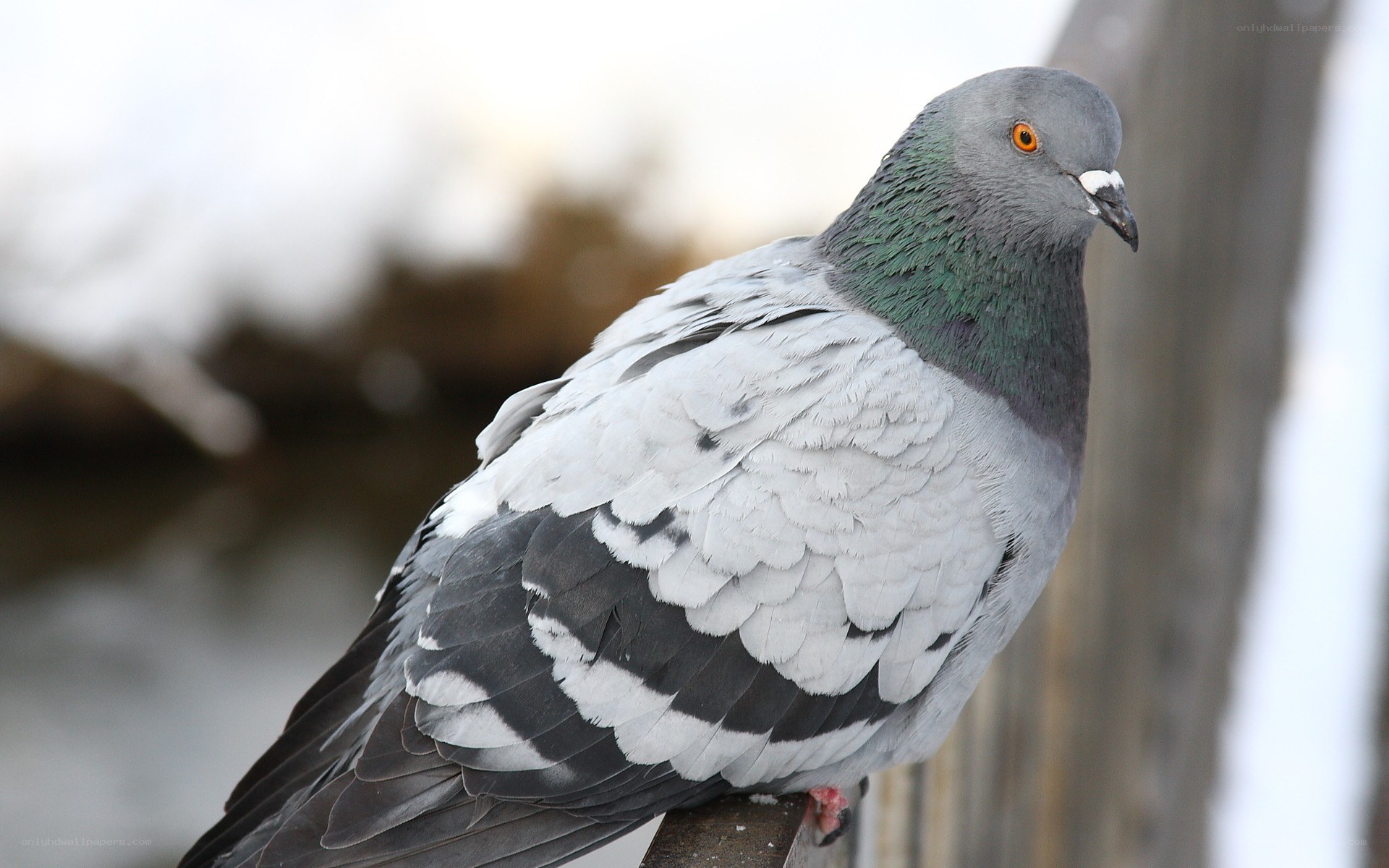 pigeon with iridescent neck