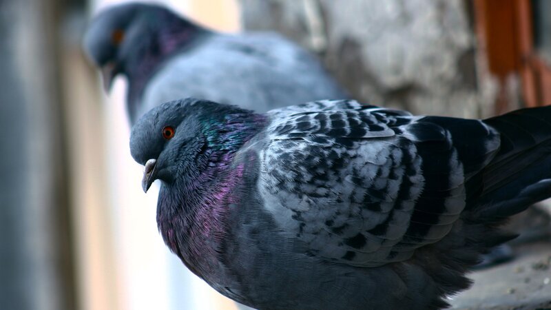 Pigeon with Iridescent Neck — Gray, Calm, Photograph