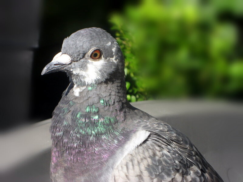Pigeon with Iridescent Neck — Gray, Calm