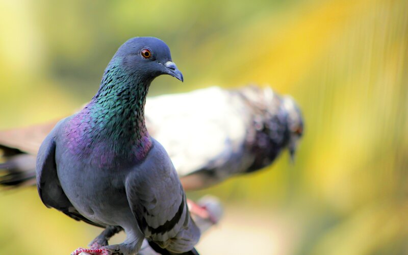 Pigeon with Iridescent Neck — Gray