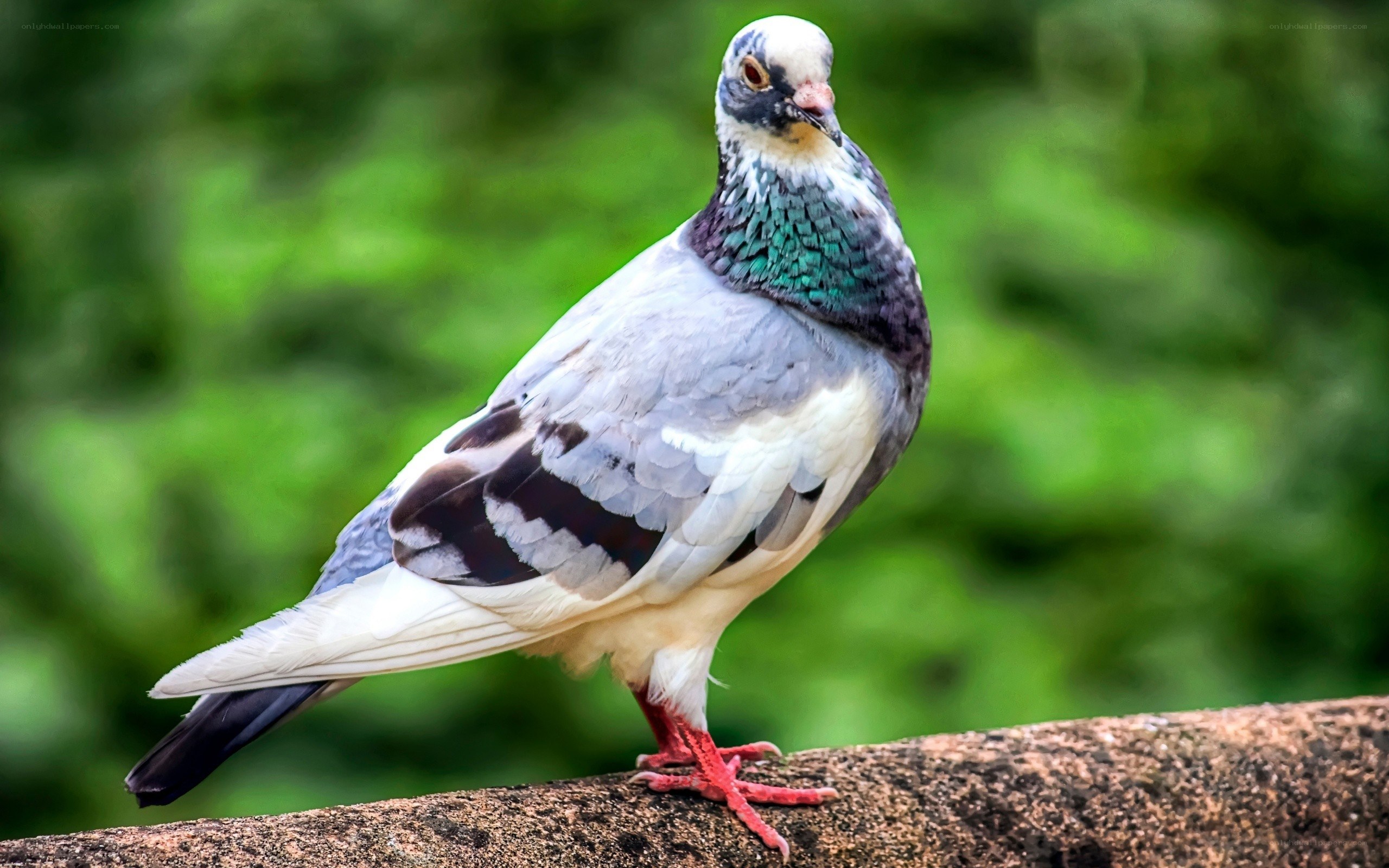 pigeon with iridescent neck