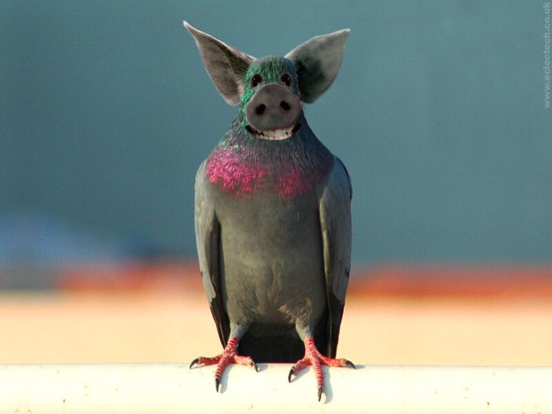 pigeon with pig face