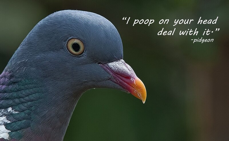 pigeon with quote