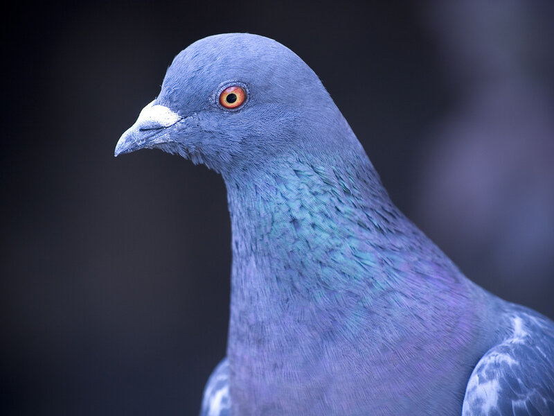 Pigeon with Red Eye