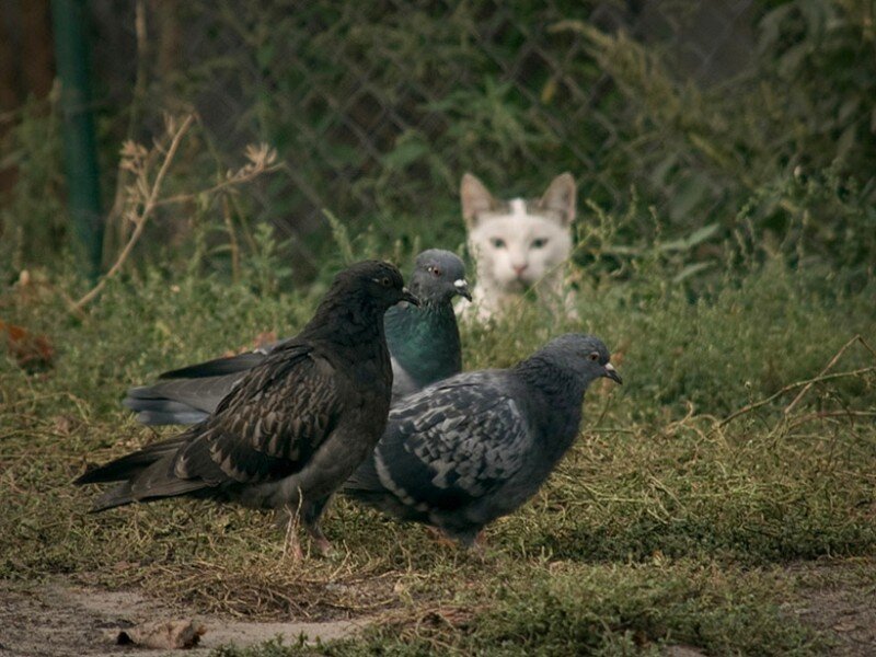Pigeons and a cat in the grass