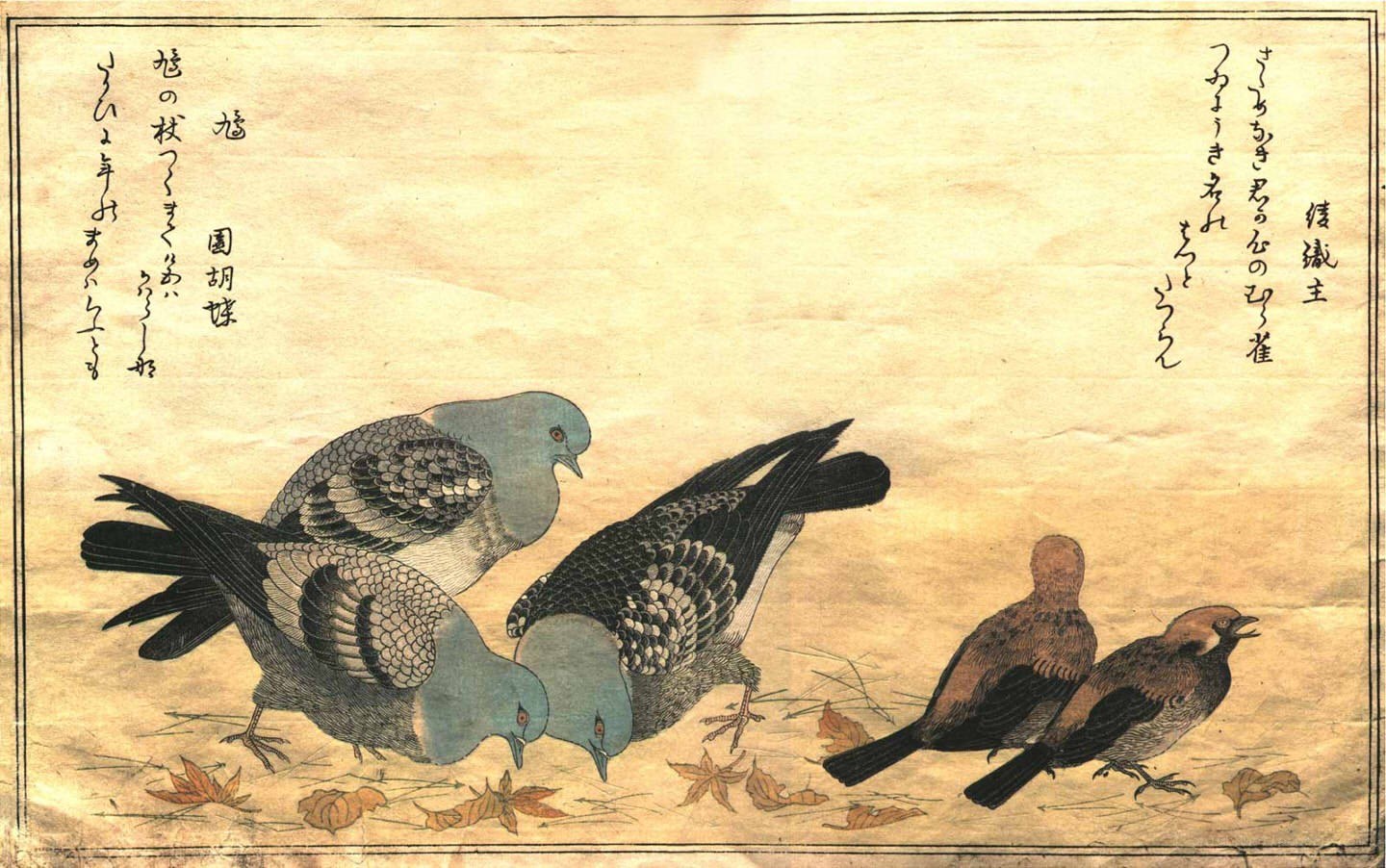 Pigeons and Sparrows in Autumn