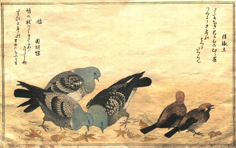Pigeons and Sparrows