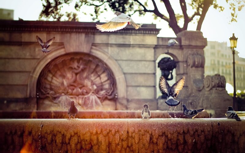 Pigeons at a city fountain