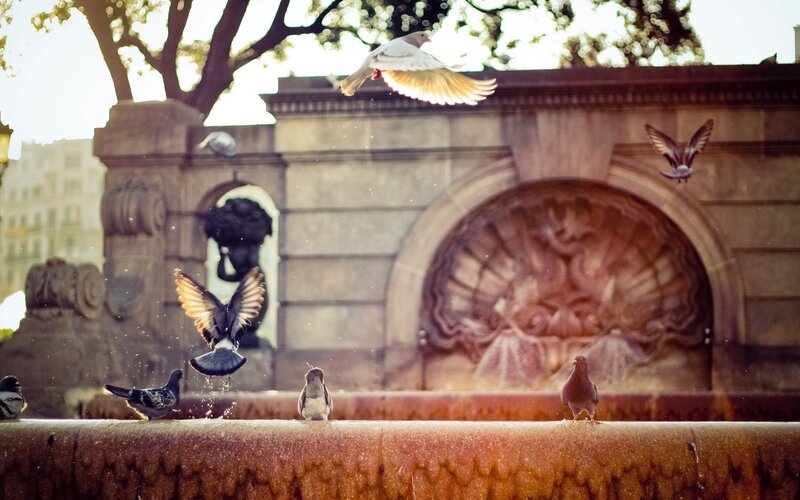 Pigeons at a city fountain