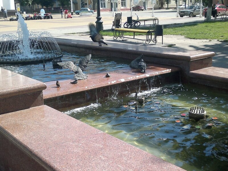 Pigeons at a city fountain