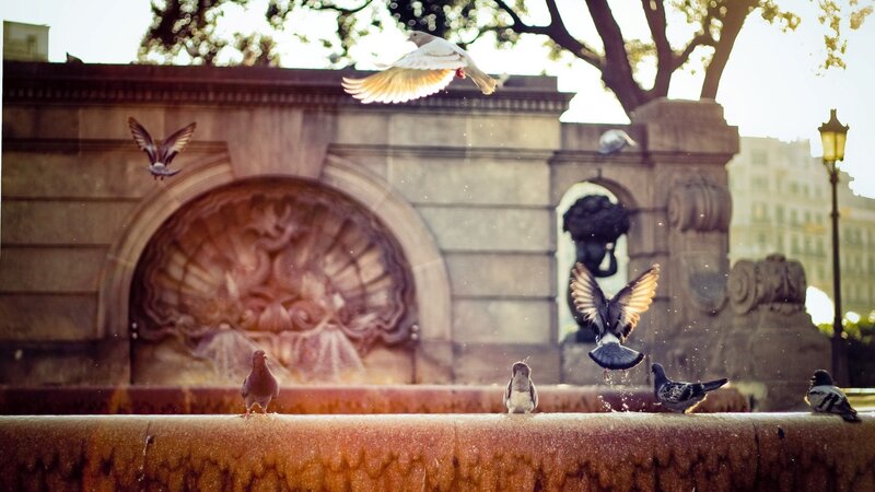 Pigeons at a fountain in the sun
