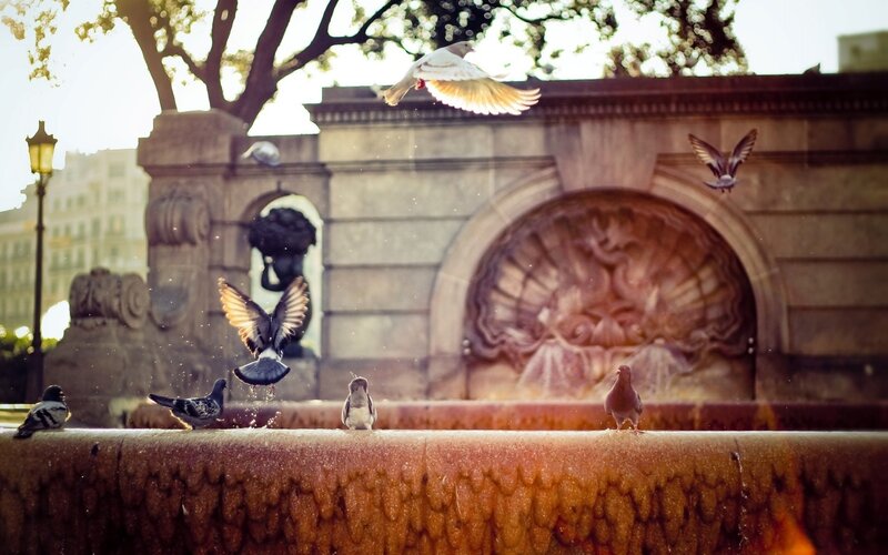 Pigeons at a fountain in the sun