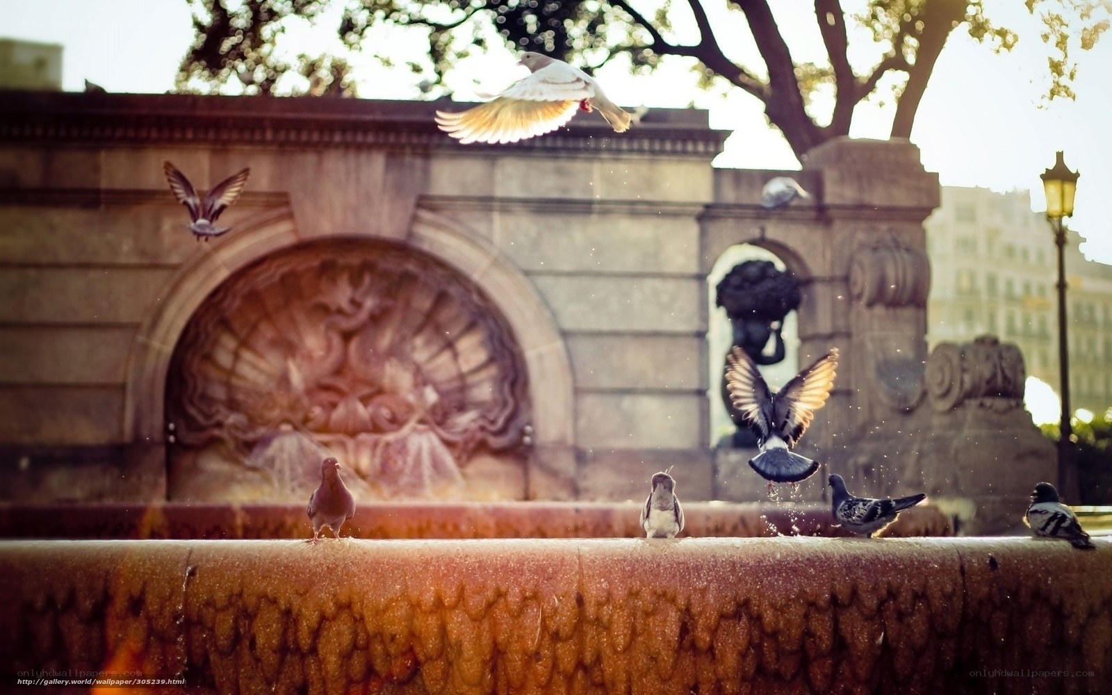 Pigeons at a fountain