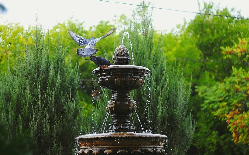 Pigeons at a garden fountain