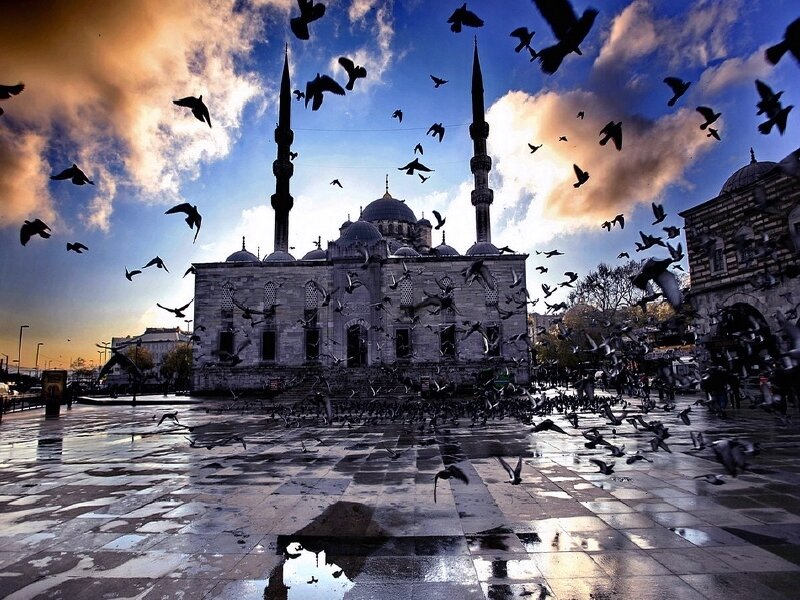 Pigeons at a mosque in Istanbul