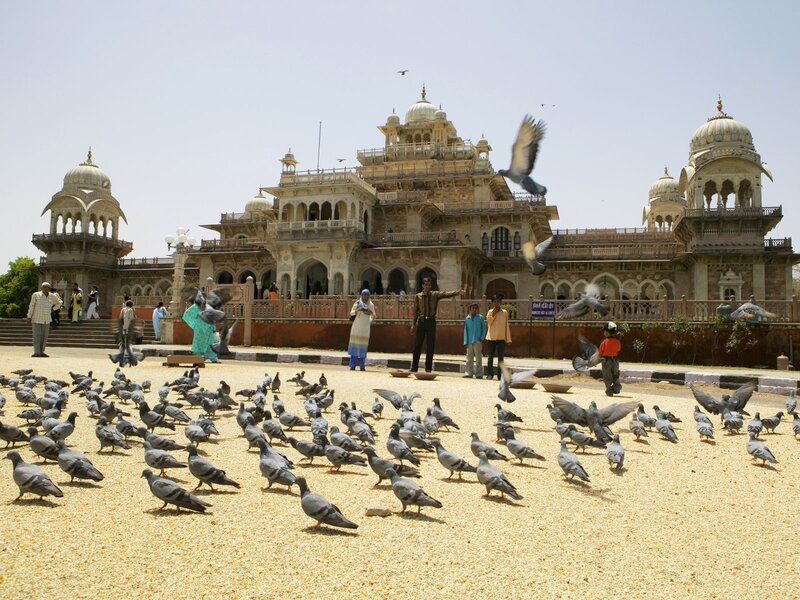 Pigeons at a palace in India