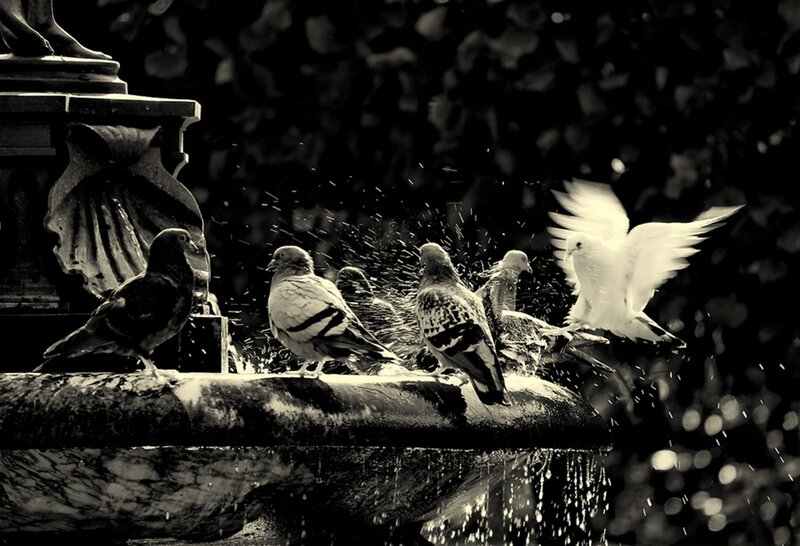 Pigeons at Fountain — Black