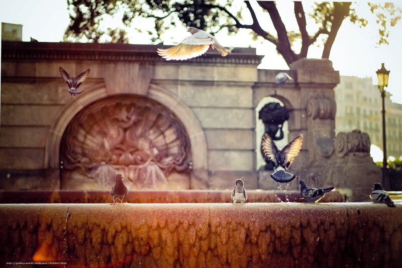 Pigeons at Fountain — Brown, Serene