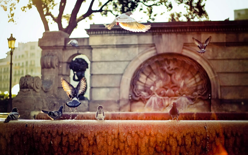 Pigeons at Fountain — Brown