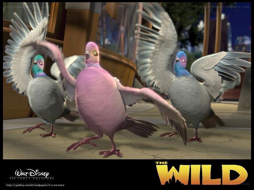 Pigeons dancing in The Wild