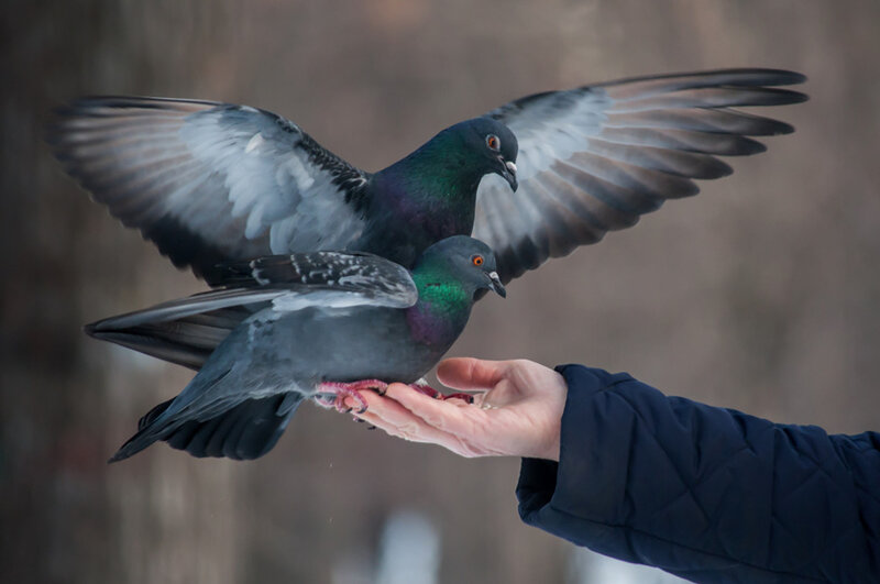 Pigeons Feeding from Hand — Gray