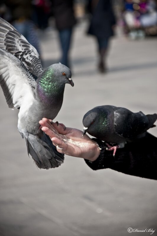 Pigeons feeding from hand