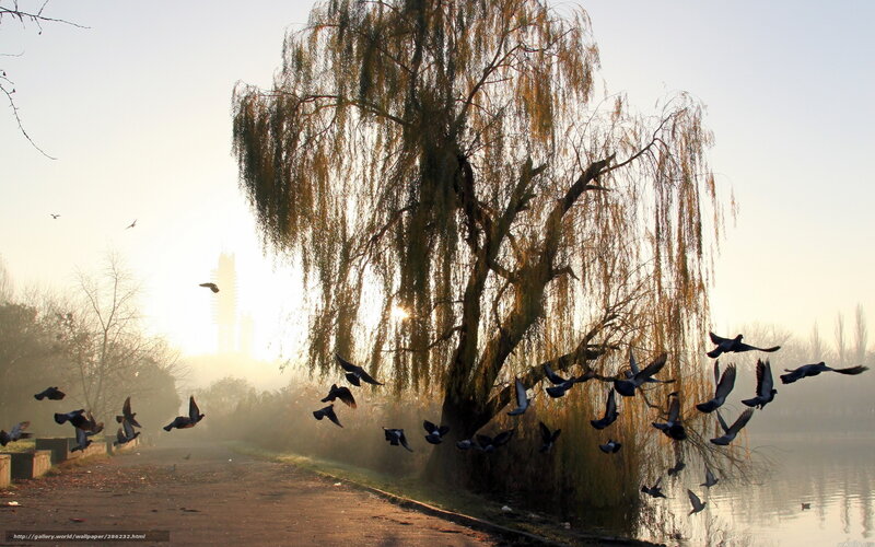 Pigeons flying at sunrise