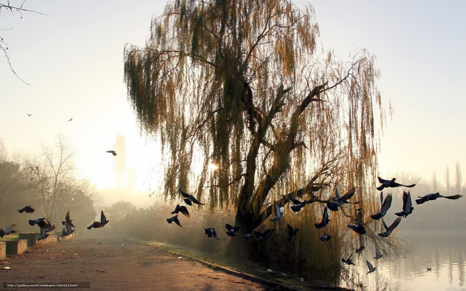Pigeons flying at sunrise