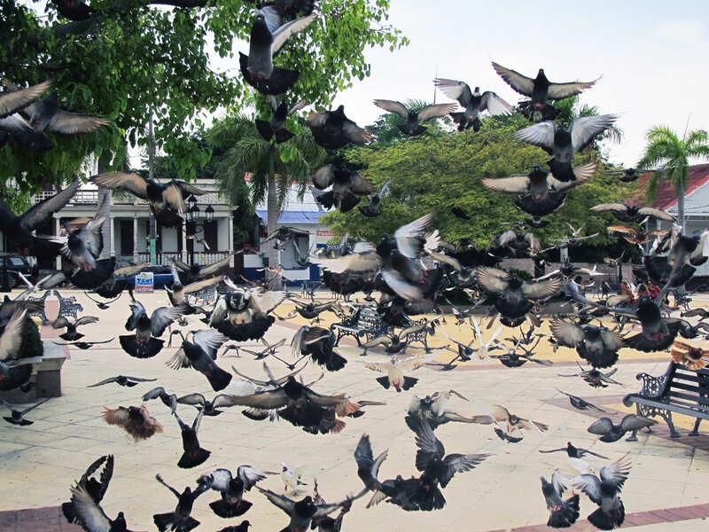 Pigeons flying in a town square