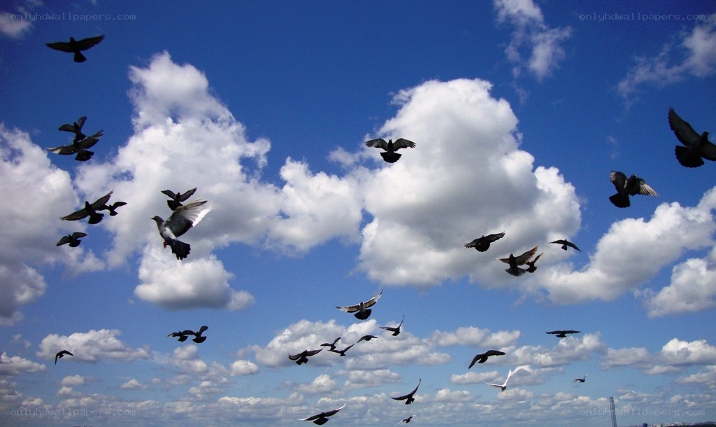 Pigeons flying in the sky