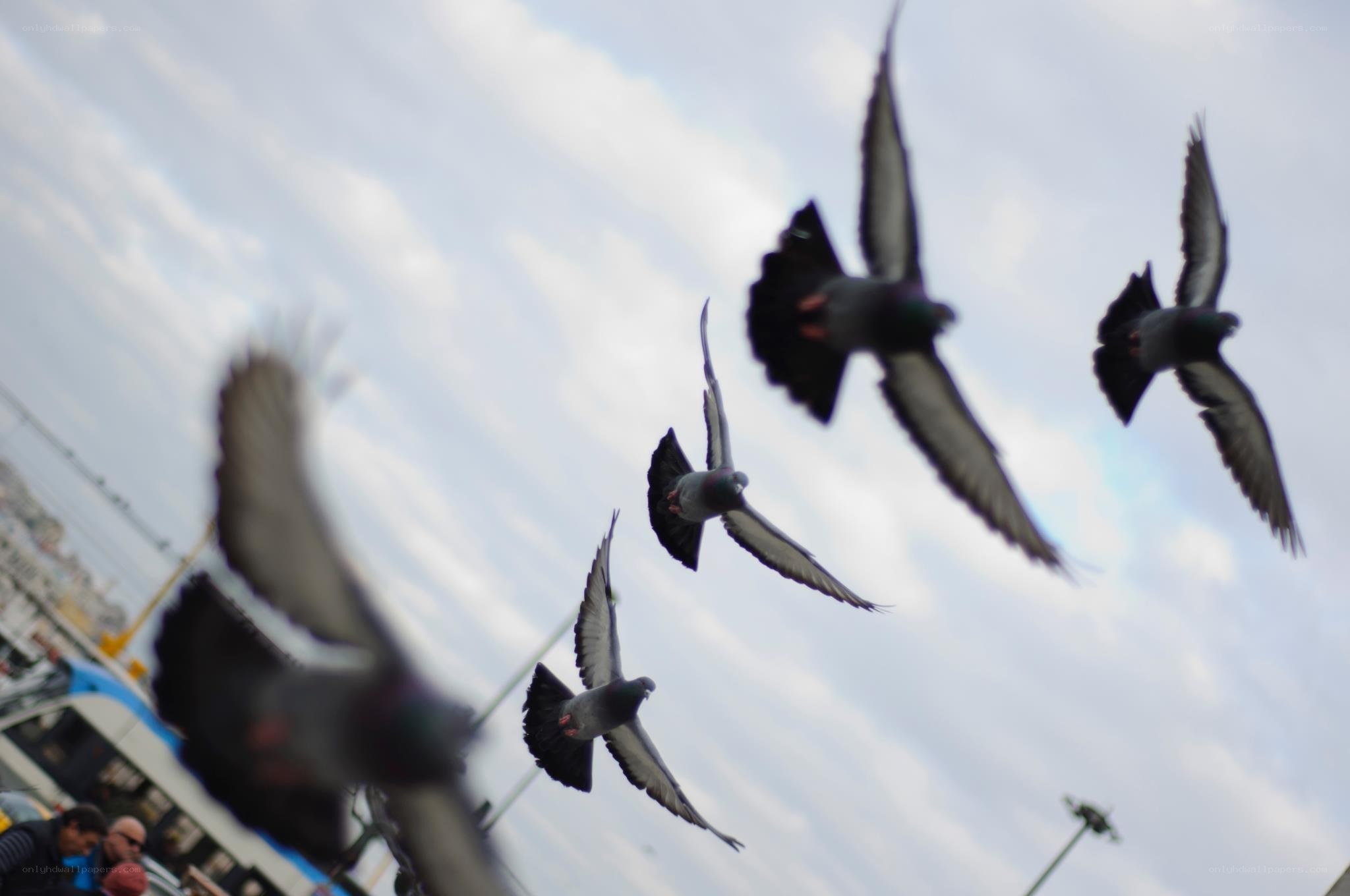Pigeons flying in the sky