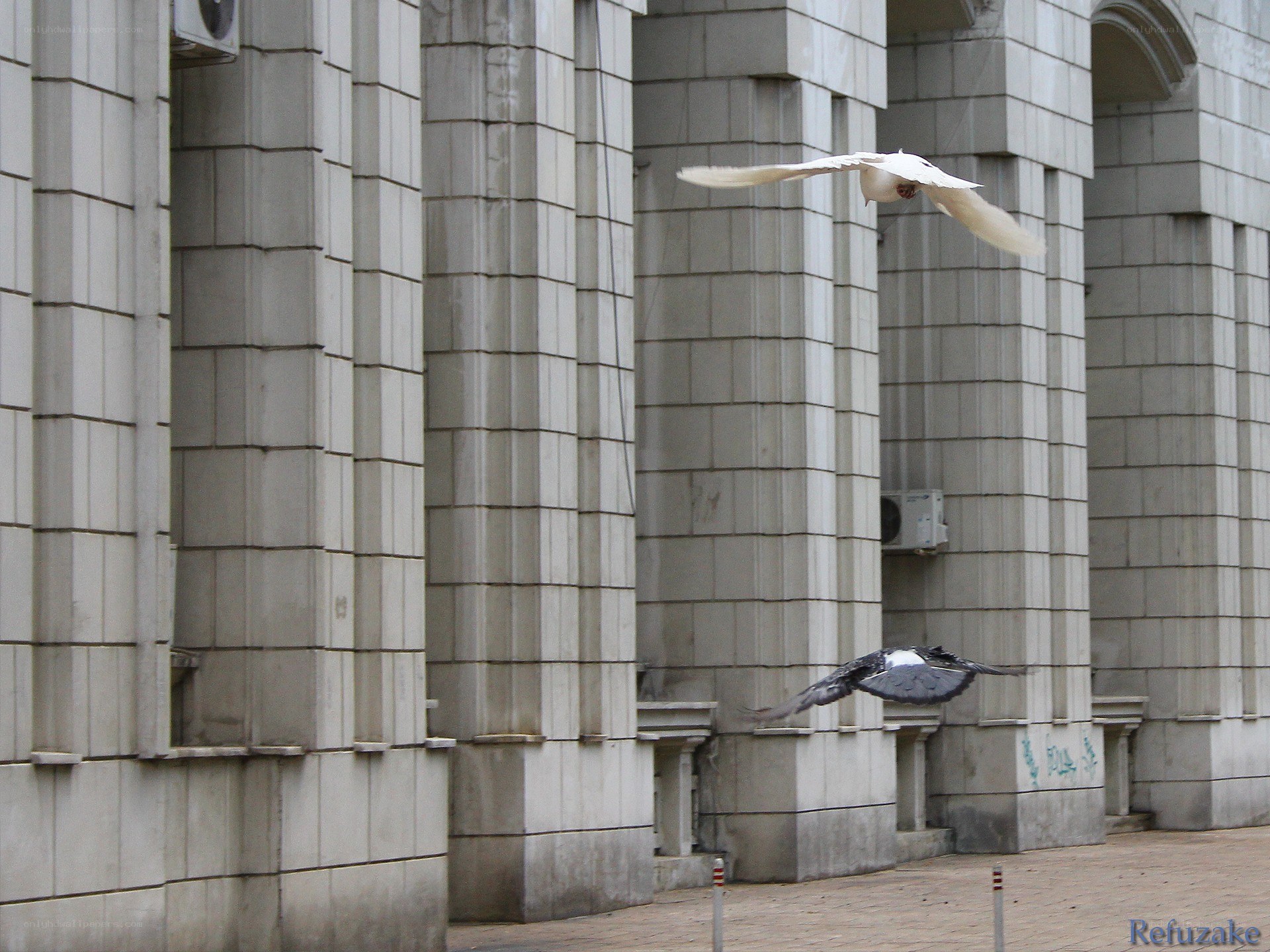 Pigeons flying near a building