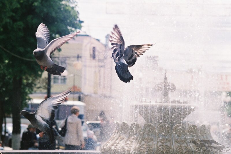 Pigeons flying near a fountain