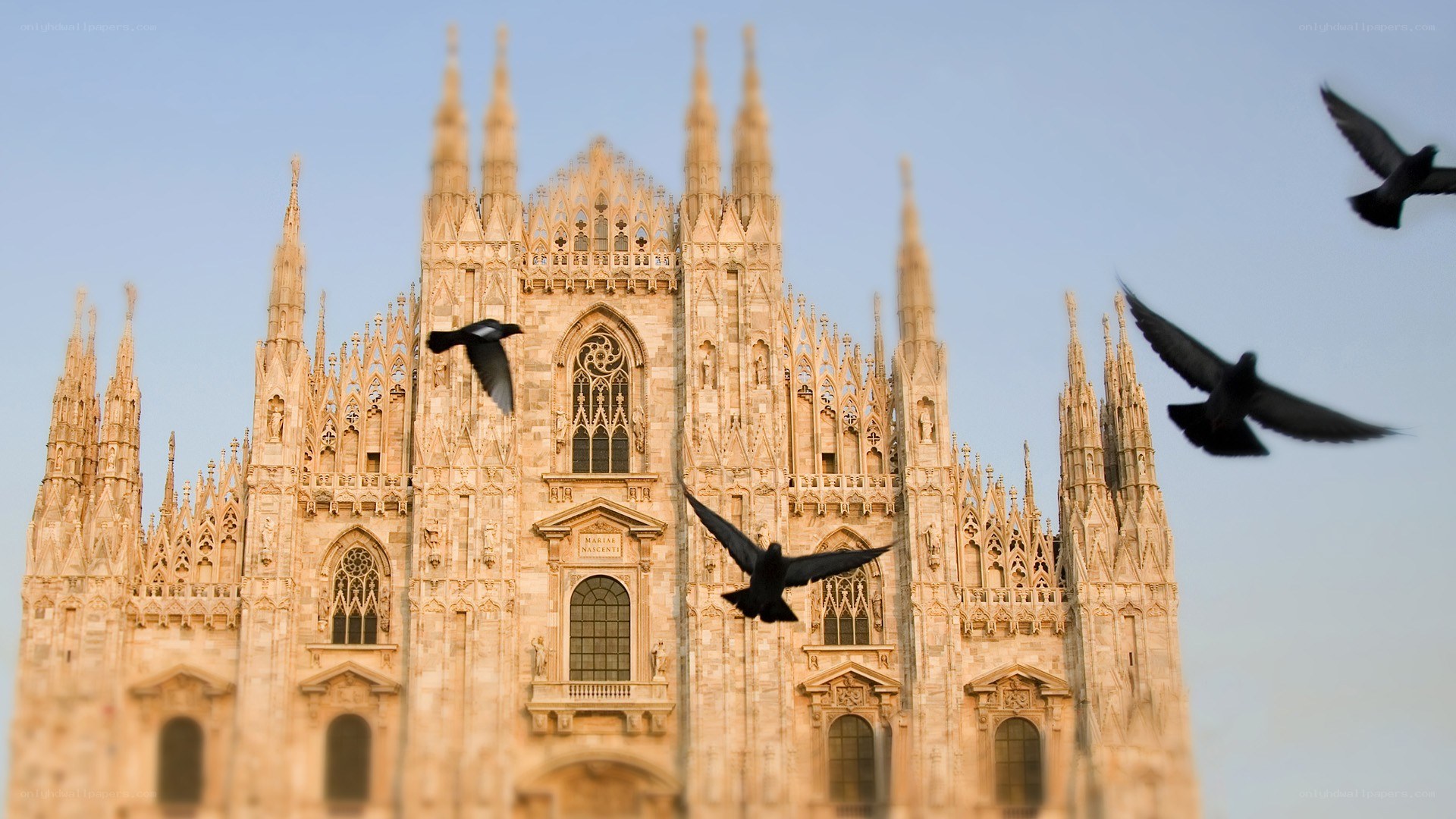 Pigeons flying near cathedral
