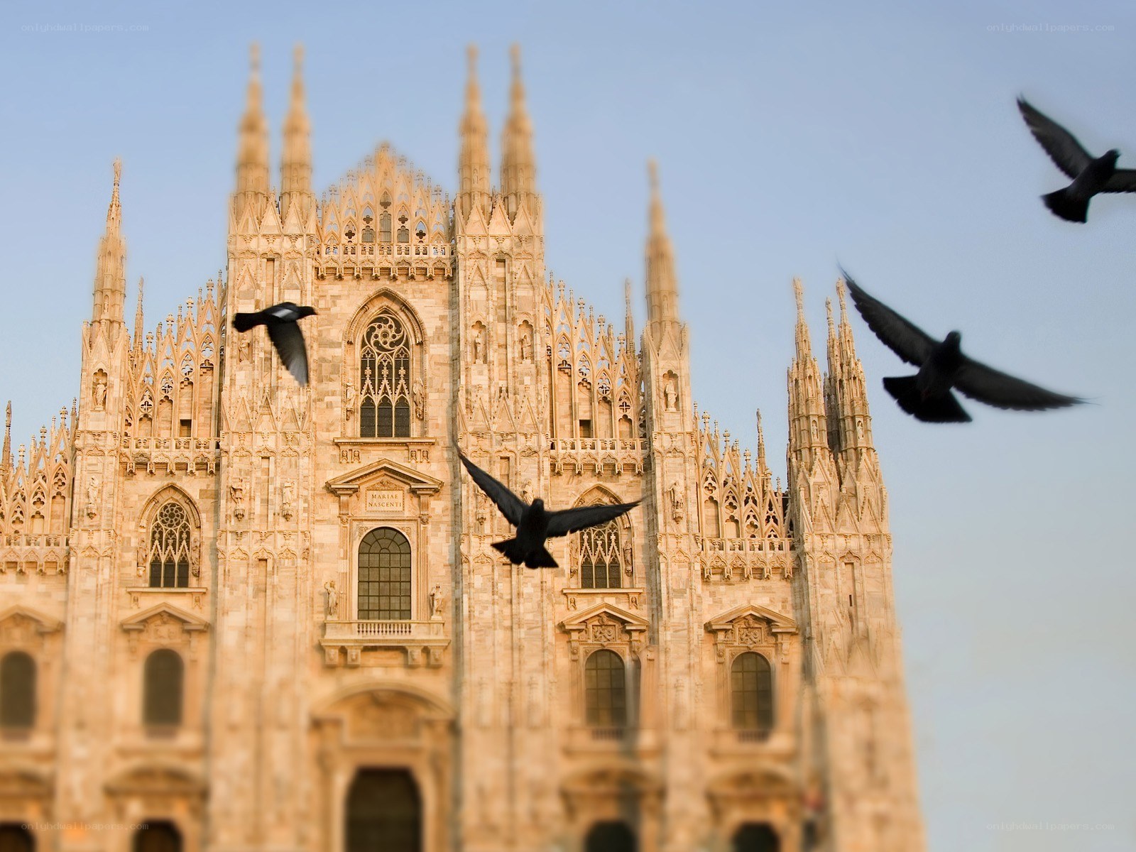 Pigeons flying near cathedral
