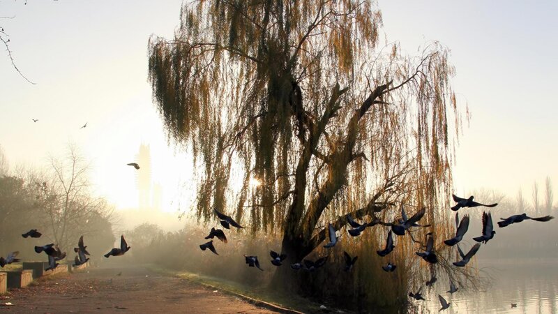 Pigeons Flying Near Willow