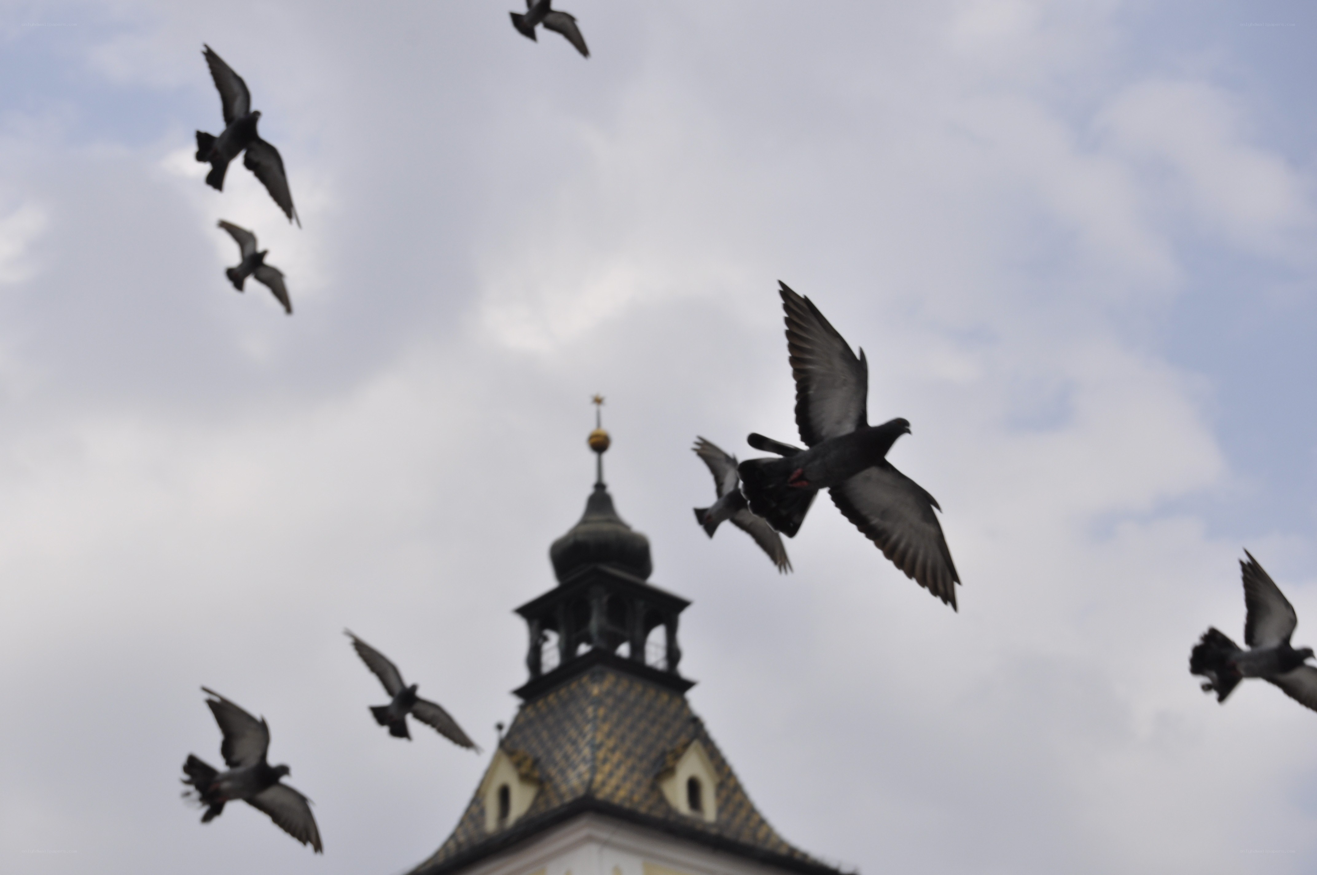 Pigeons flying over a church