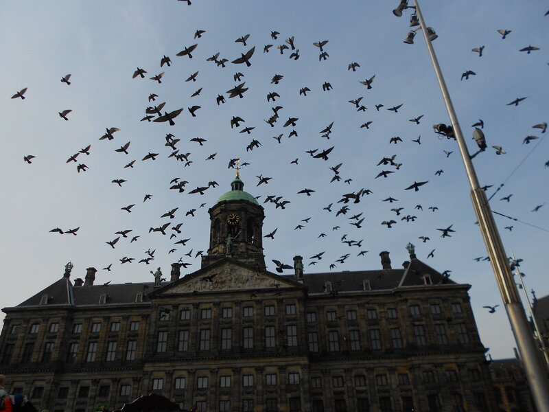 Pigeons Flying over Building