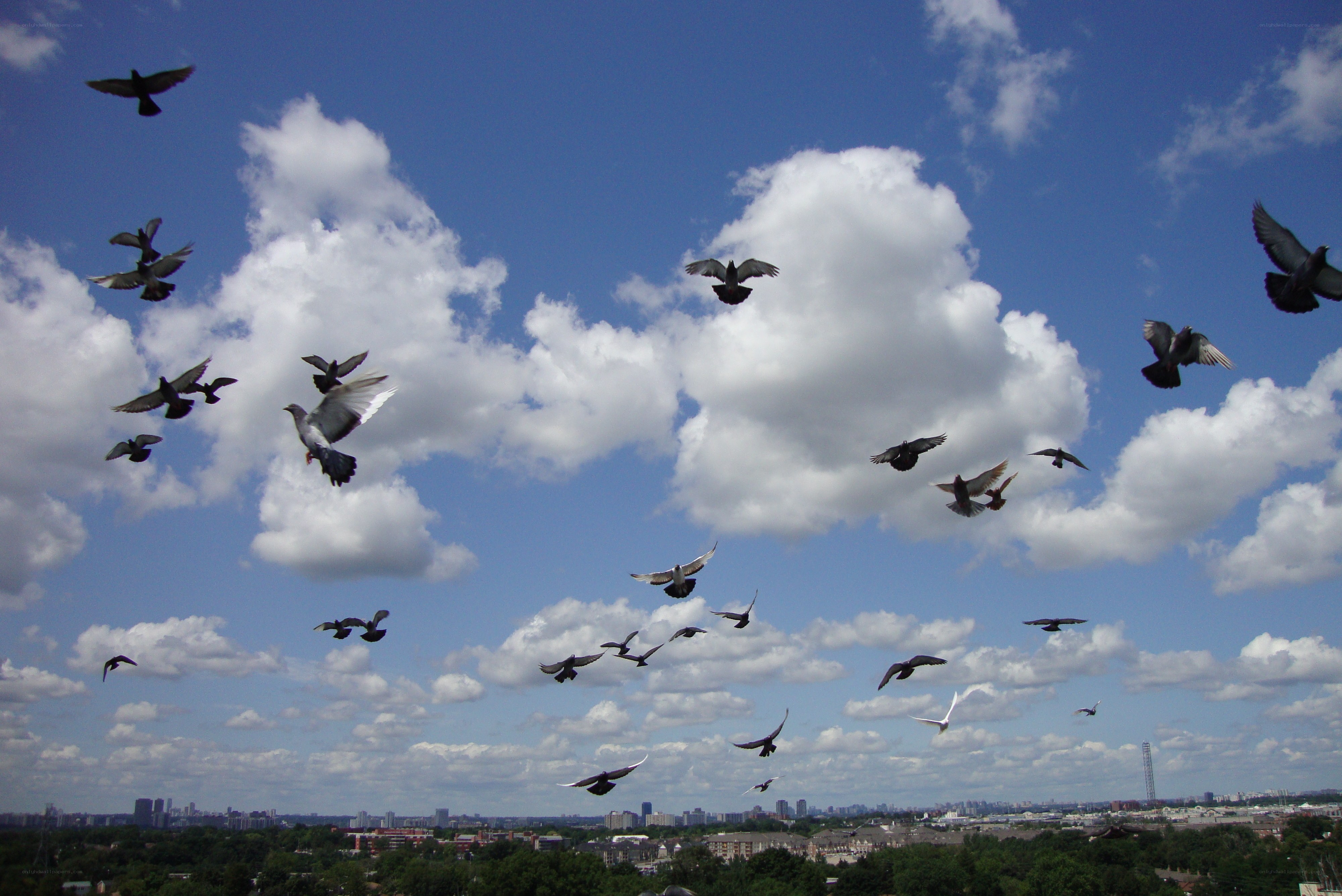 Pigeons flying over city